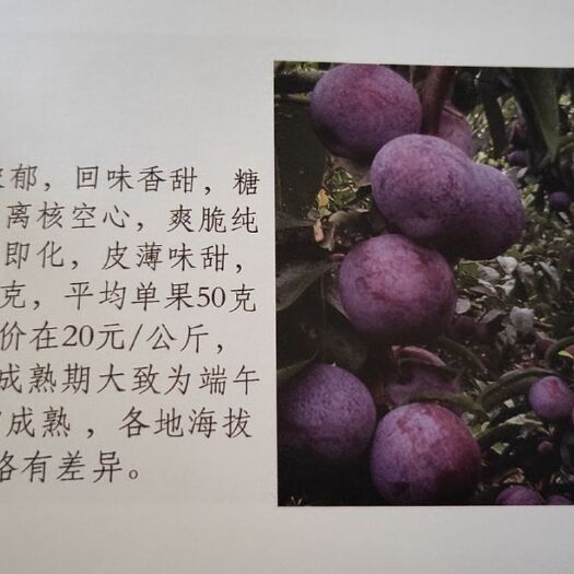 成都脱骨李苗 凤凰李，五月脆李子苗