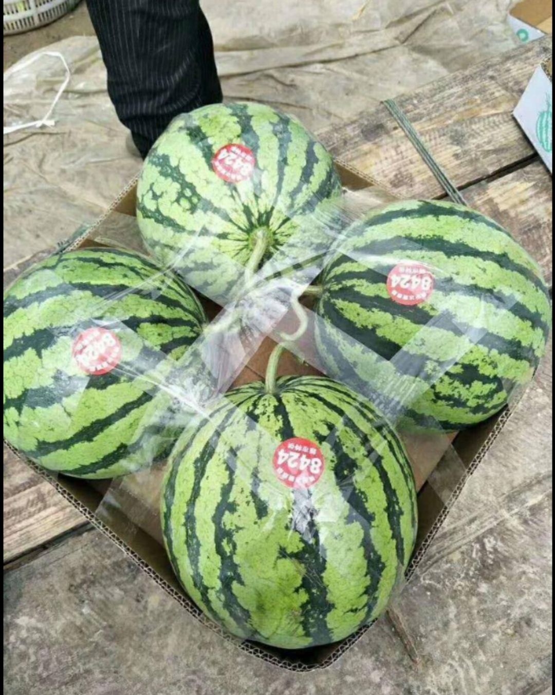 8424西瓜 有籽 红色 花皮 