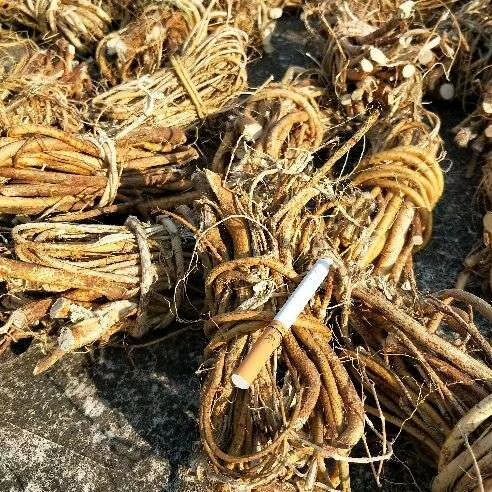 钟山县广西贺州五指桃幼根3两左右小扎把太阳晒干不熏硫磺煲汤靓货