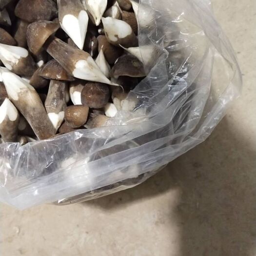 江门 天南地北货，无东问西发---黑皮鸡枞菌，