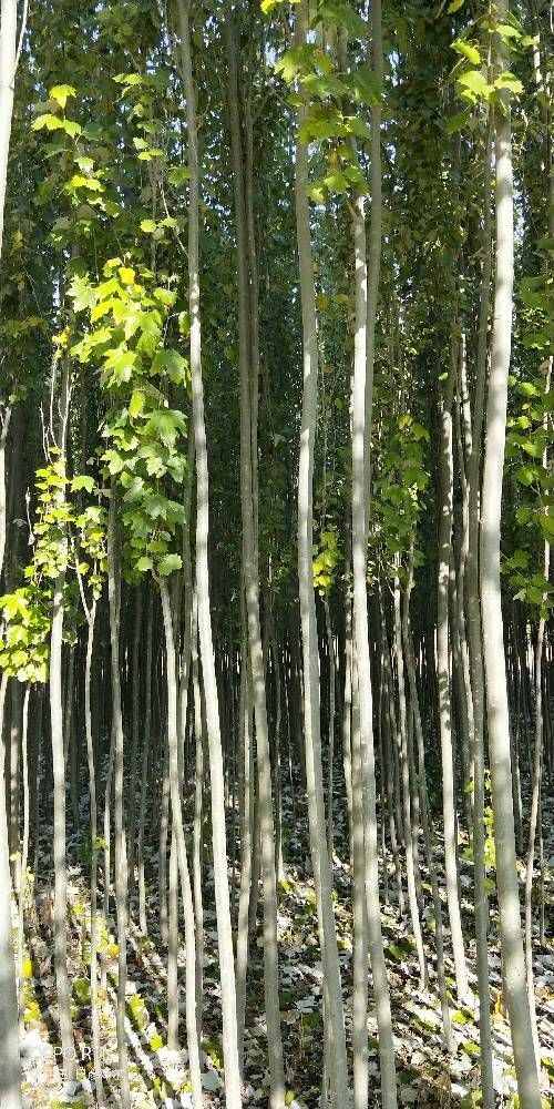 乌前旗 新疆杨8公分以上量大