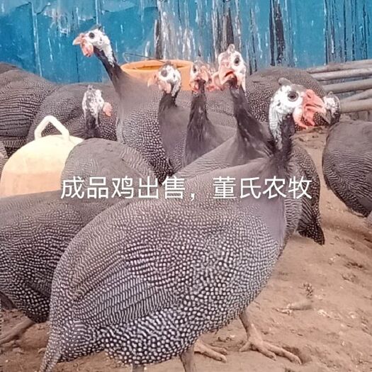 南宁鸡肉 成品肉鸡