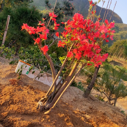 大别山映山红，矮桩，可用于，盆景，绿化，拆迁补偿，打造花花