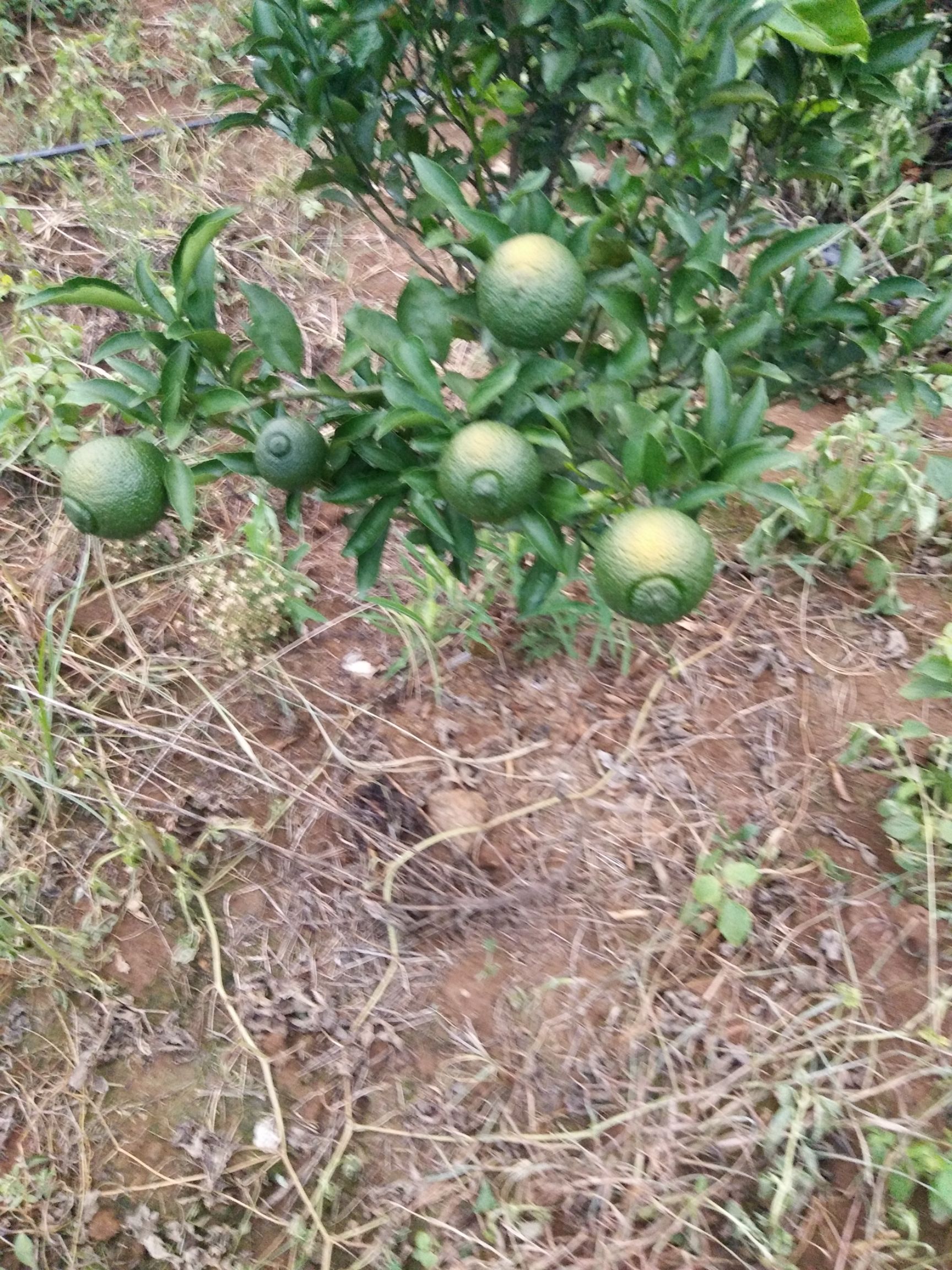 不知火苗  黄金贡柚