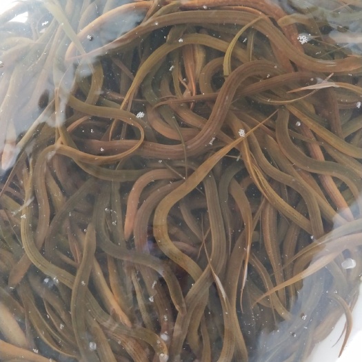 监利市花鳝  商品黄鳝，自然生长黄鳝，