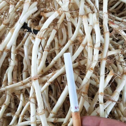 砚山县白茎鱼腥草  粗度均匀，产于云南文山