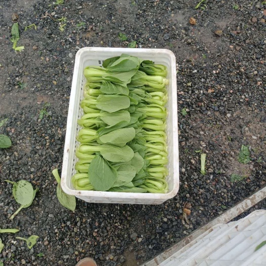沈阳北方小油菜 精品油菜