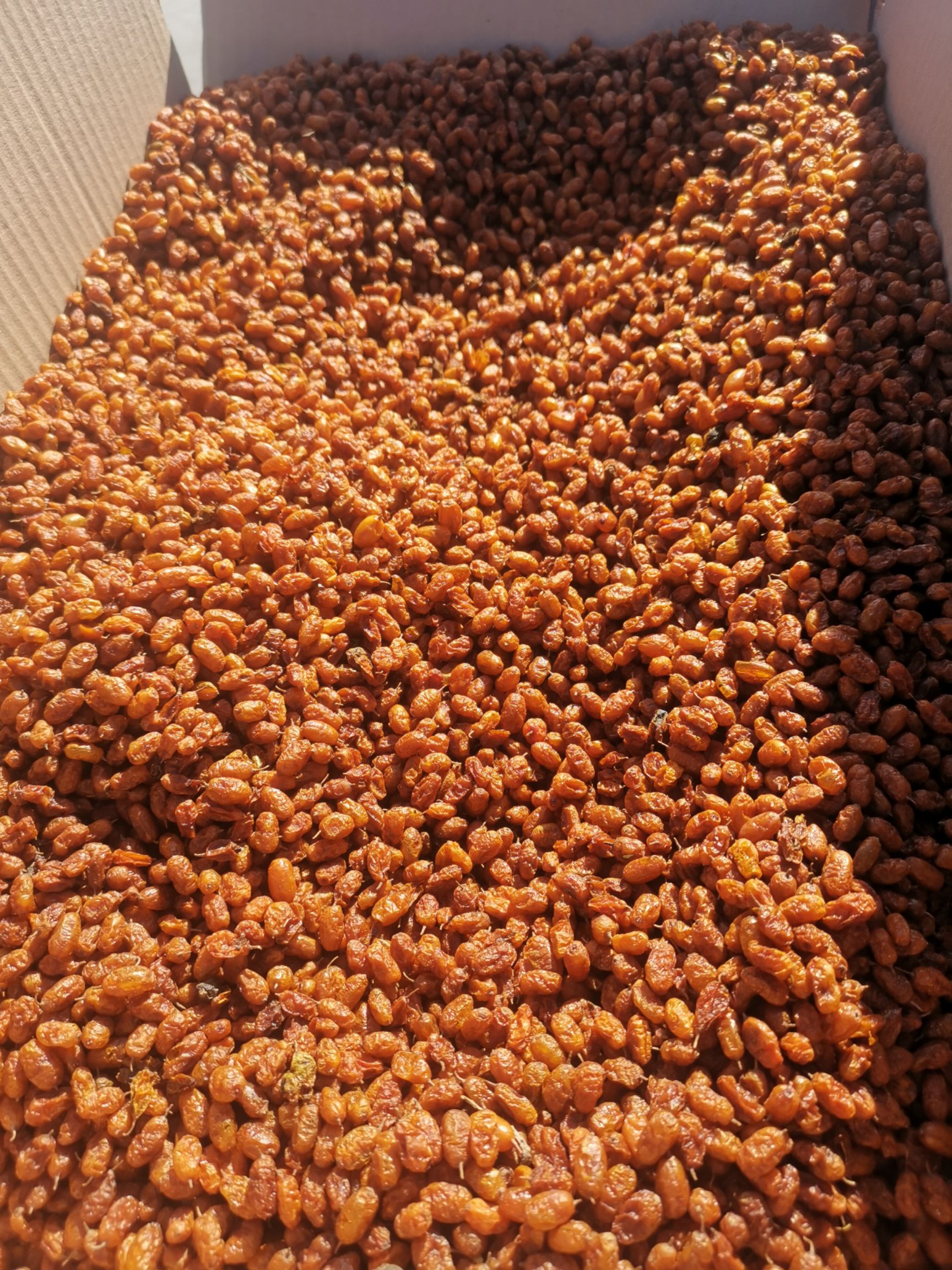 新疆阿勒泰原产地直发，松源林果沙棘  干果