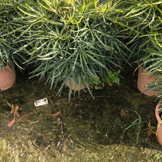 孔雀木又名手树！此树有积极向上，生庭幸福美满，聚财的寓意！