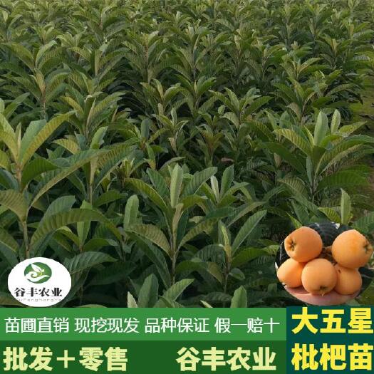 简阳市大五星枇杷苗 嫁接枇杷苗 枇杷树苗 苗圃直销