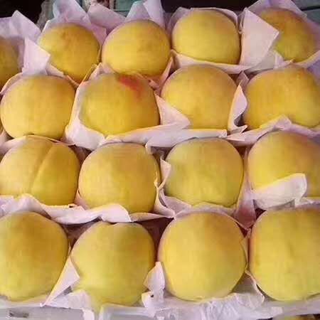 岐山县黄金蜜 黄桃，，，产地陕西，，，特点，，个大味好，绿色安全