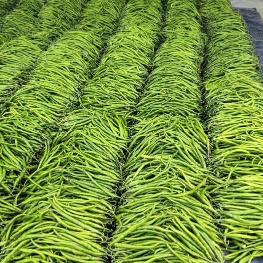 费县费县线椒大量上市货源充足
