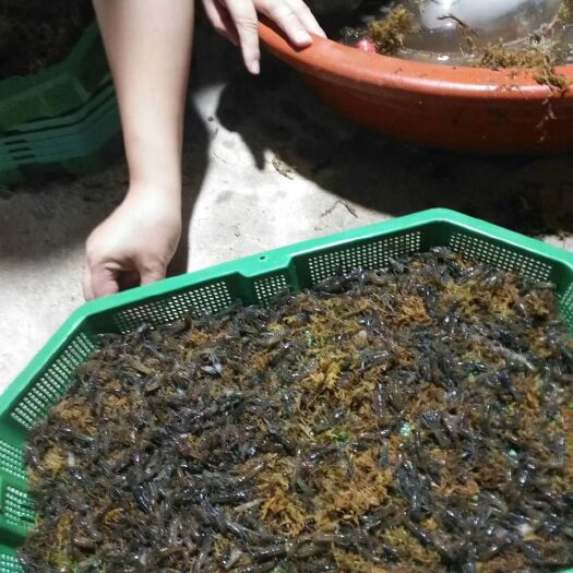 漳浦县澳洲淡水龙虾苗