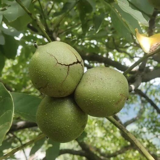 凤庆县 云南临沦。纸皮核桃。产地直供。