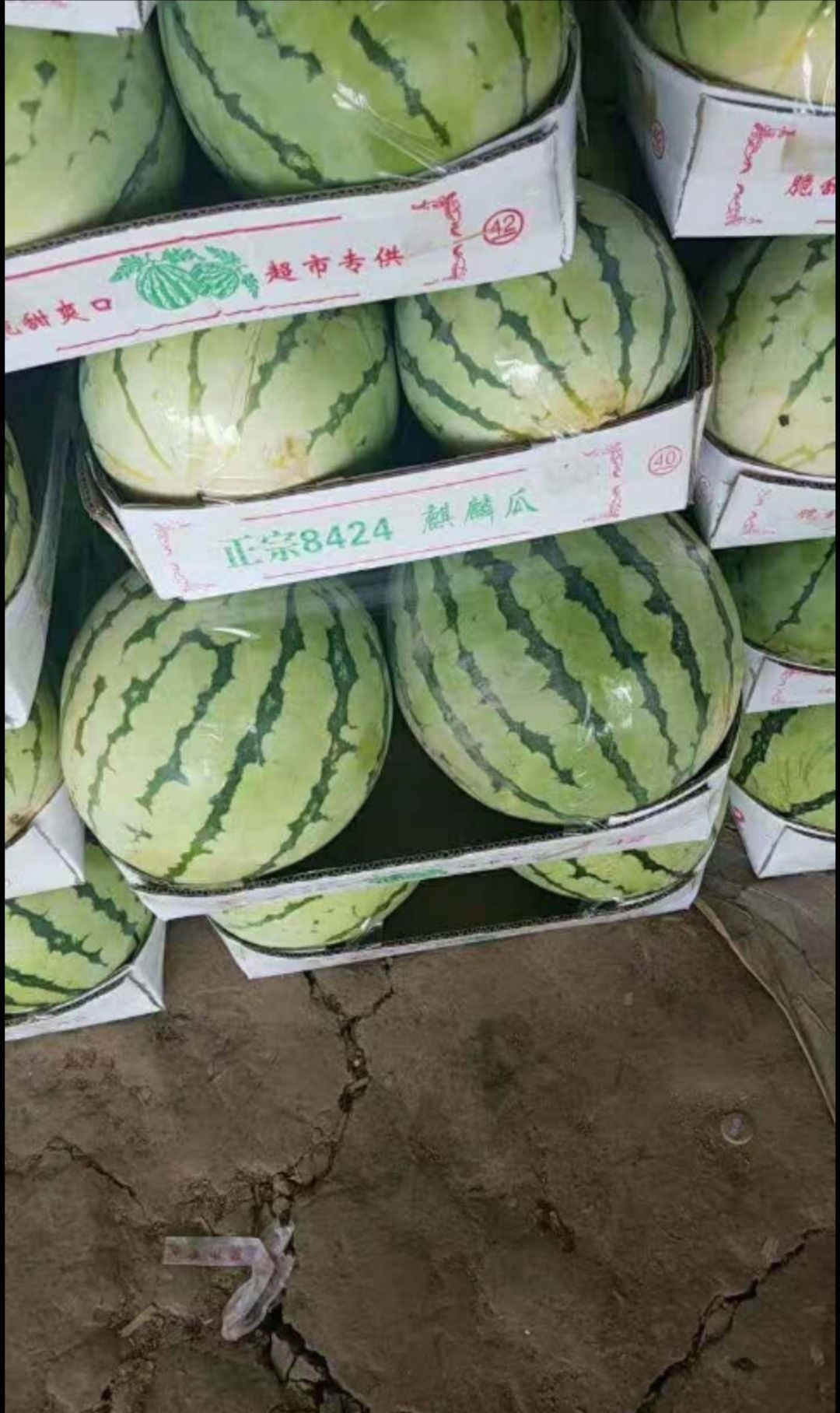 8424西瓜 有籽 红色 花皮 