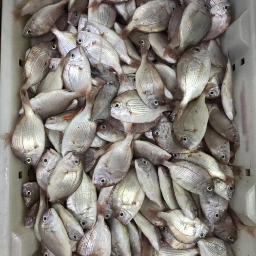 北海真鲷 冷冻海鱼 鱼赤宗鱼小腊鱼北海海鲜海鱼便宜鱼批发