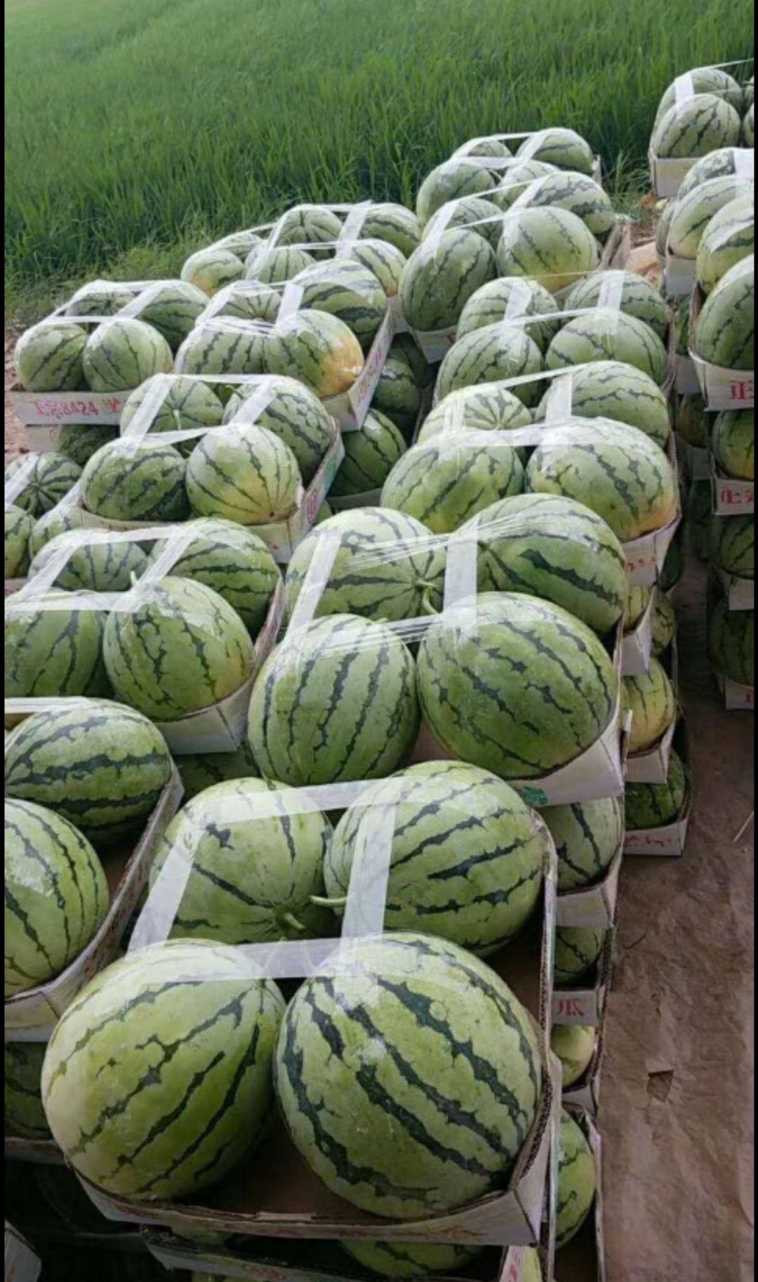 8424西瓜 有籽 红色 花皮 