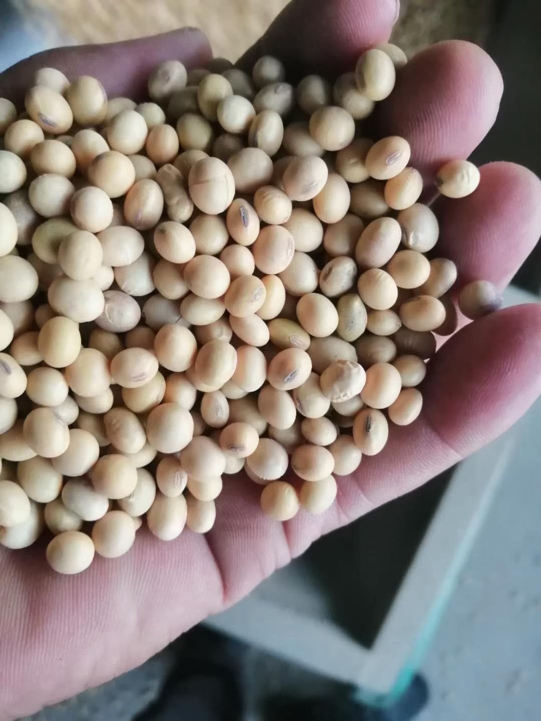 大豆  黄豆，豆瓣批发