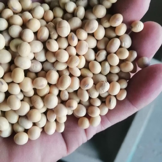 烟台大豆  黄豆，豆瓣批发