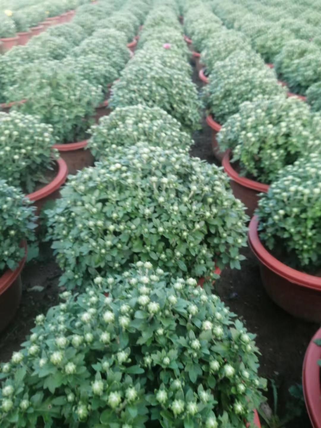  青州菊花基地直销，大量有货，品种多花色全有国庆菊，千头菊等