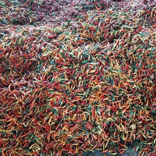 郸城县 黄红泡椒，