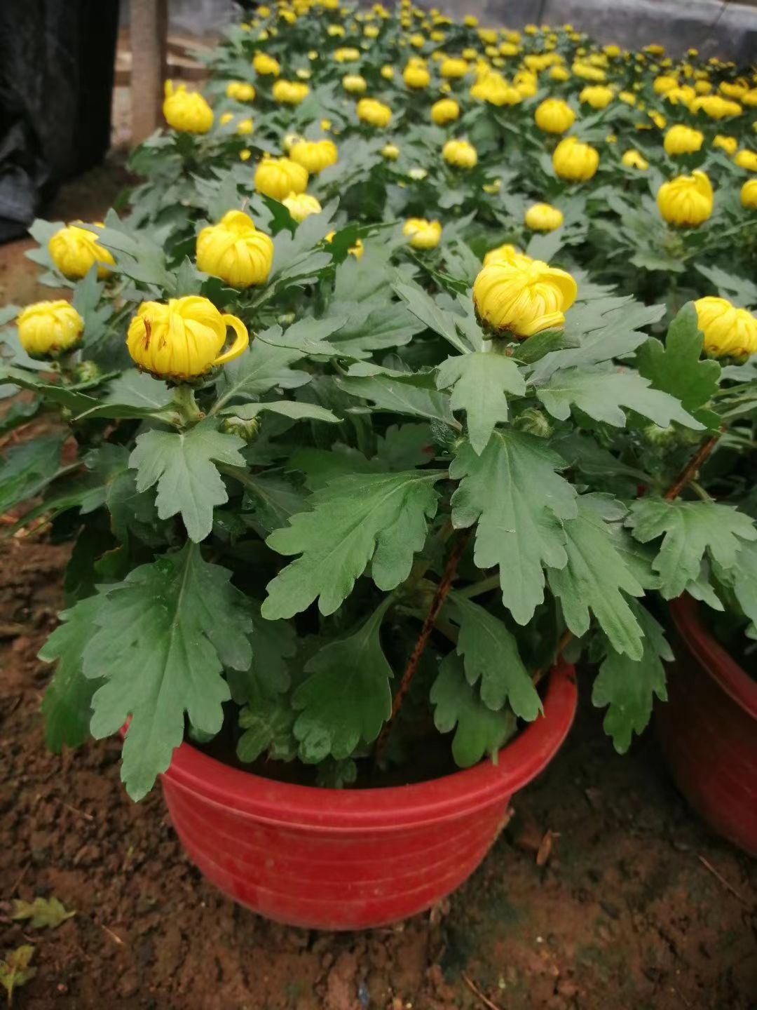  青州菊花基地直销，大量有货，品种多花色全有国庆菊，千头菊等