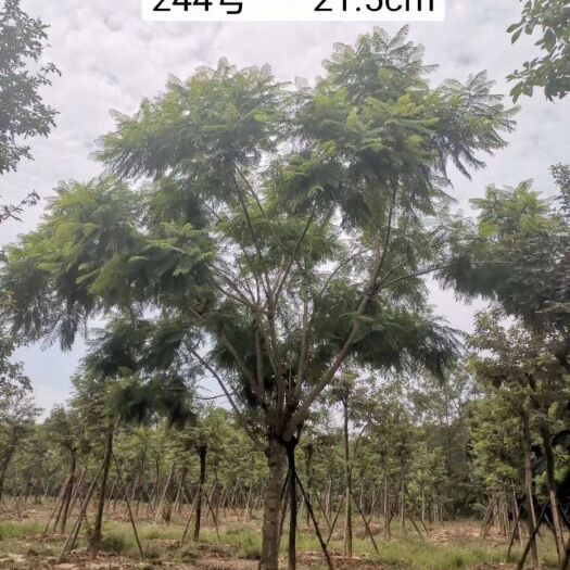 成都普通蓝花楹 5米以上 