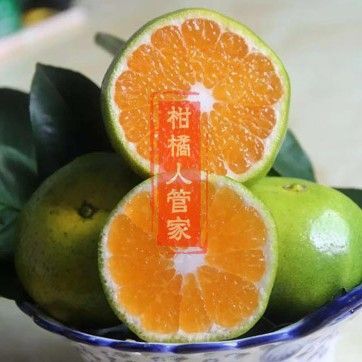 资阳蜜桔  四川蜜橘特早普早蜜橘40∽50小果