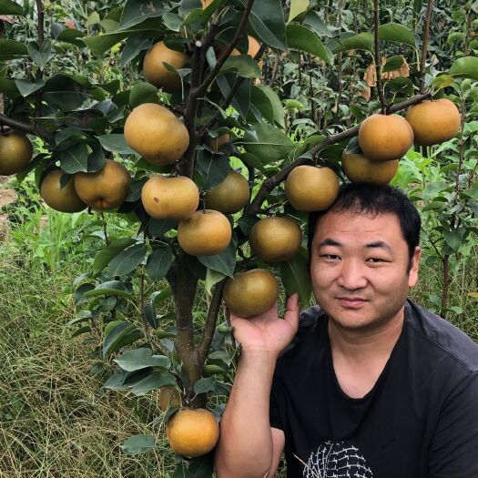 酥梨苗  富硒金梨苗！单果成熟达到三斤！当年栽当年结果！适合南北方种植