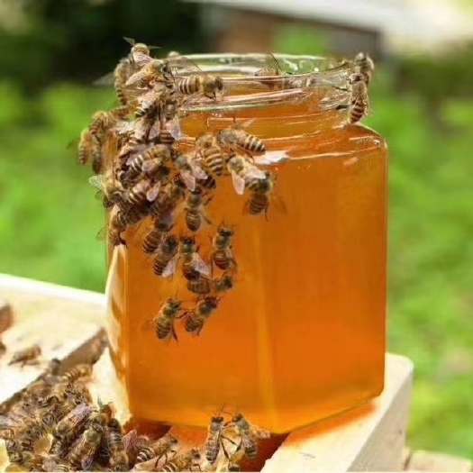 百花蜜  百花土蜂蜜蜂农自产质量纯批发零售