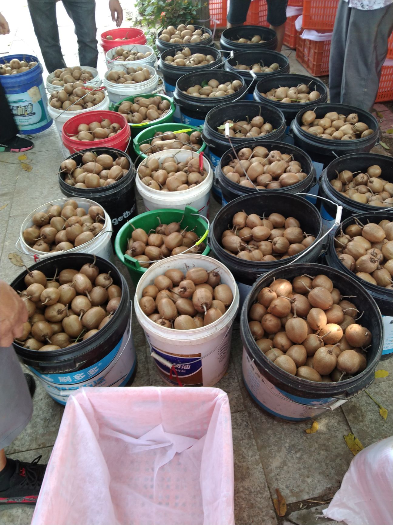 徐香猕猴桃新鲜现摘产自河南南阳内乡县果园直发