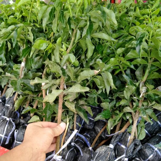 灵山县黑黄皮果苗  农户基地直供：大量黑黄皮苗，