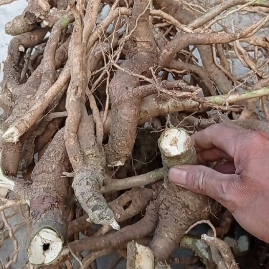 荔浦市黄花倒水莲鲜货根须，20斤起邮