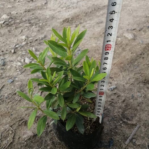 佛山 毛杜鹃种植基地，货源充足、基地供货一手货无中间商，诚信经营。