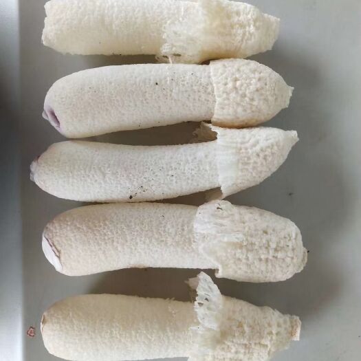 贞丰县红托竹荪 贵州红拖竹荪
