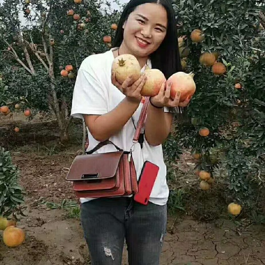 巩义市红石榴 软籽石榴，籽肥汁满，仲秋佳品