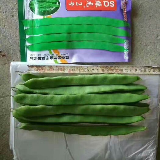 厦门扁豆种子  绿龙2号
