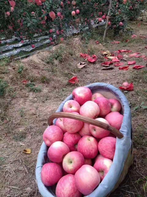 白水县白水苹果 70mm以上 统货 纸袋 