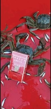 大闸蟹  自家养殖蟹，黄满，膏肥，不肥包退货