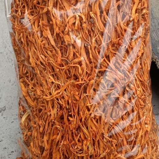 人工培植虫草花 有机的北虫草，有出口资质