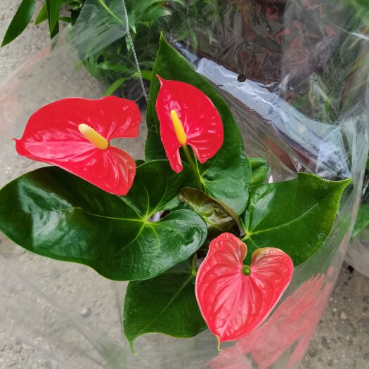 漳平市 红掌白掌盆栽植物室内花卉好养水培一帆风顺大盆水养四季常青绿植