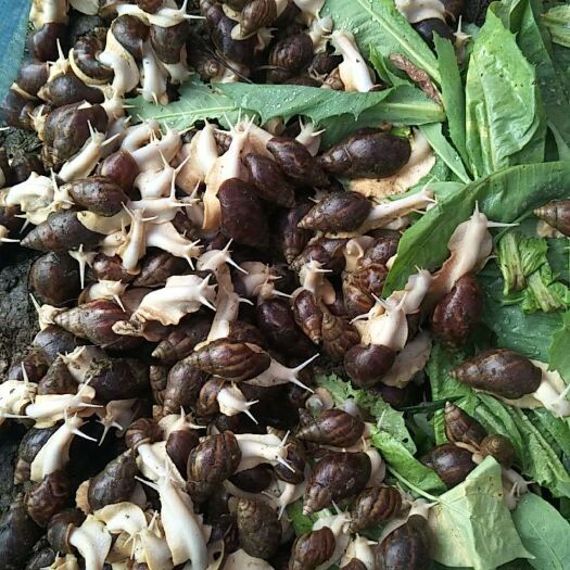 罗定市中华白玉蜗牛，大量商品蜗