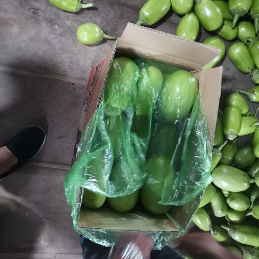 海城市青茄  东北精品绿茄子，一手货源产地直销