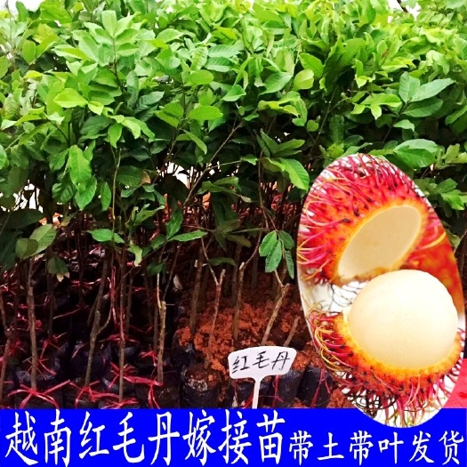 灵山县红毛丹树苗  营养杯苗