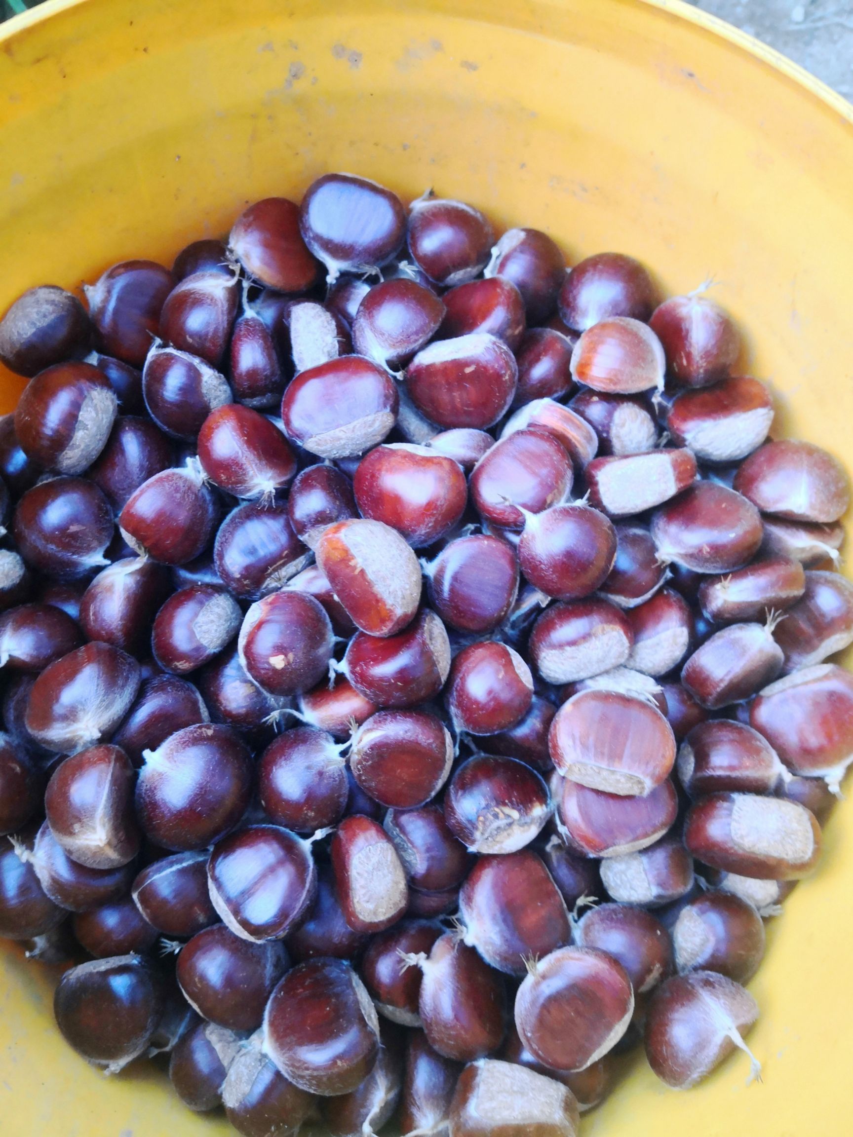 青龙板栗 绿色无污染果质甘甜皮薄耐贮存好运输营养丰富