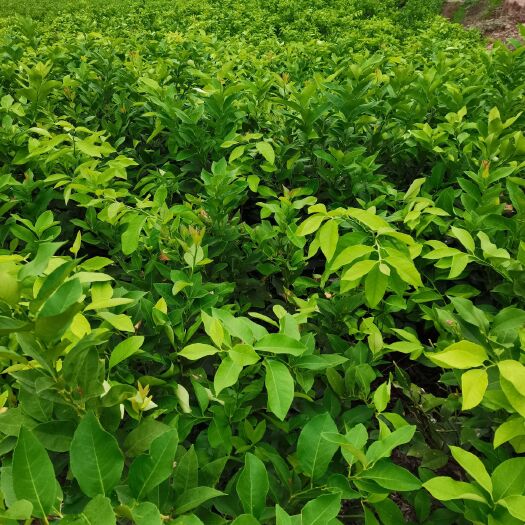 简阳市安岳尤力克柠檬苗 尤力克柠檬苗，一至三年苗