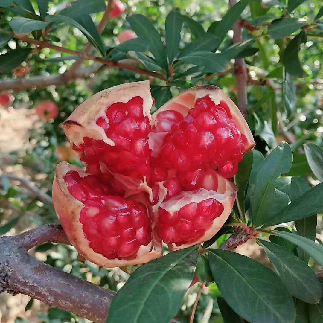 優質蒙陽紅石榴苗,軟籽石榴苗,酸石榴苗,佔地石榴苗