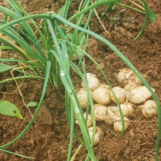 大方县野蒜 四十吨小蒜（薤白）便宜出售