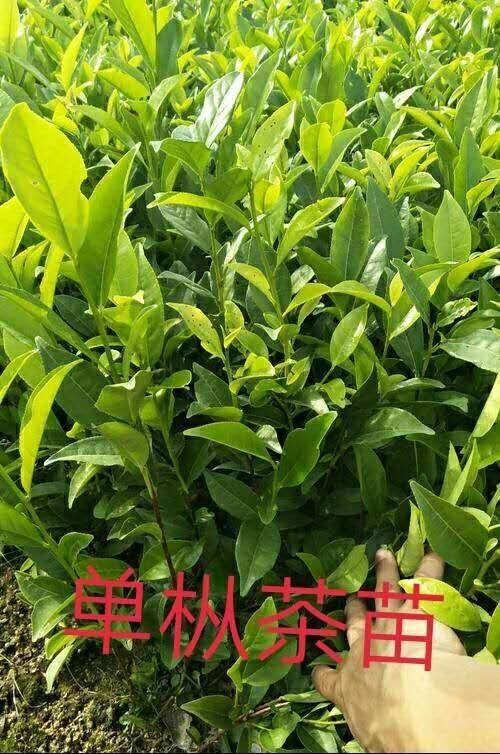 平和县茶树苗  凤凰单枞茶苗 福建