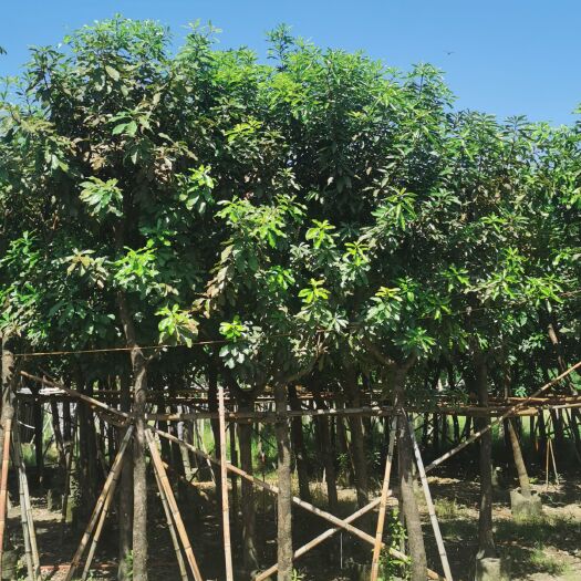 普宁市幸福树盆栽  红花玉蕾